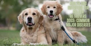 Best 10 Golden Retriever puppy care Tips