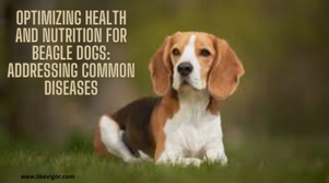 Health and Nutrition for Beagle Dogs