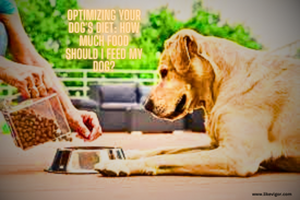 Dog’s Diet How Much Food Should I Feed My Dog