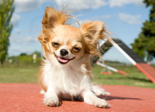 Health of Chihuahuas Top Tips.