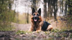 German Shepherds dog 2024.