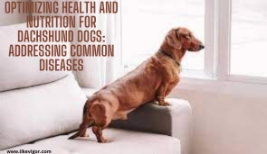 Dachshund Dogs Common Diseases 2024