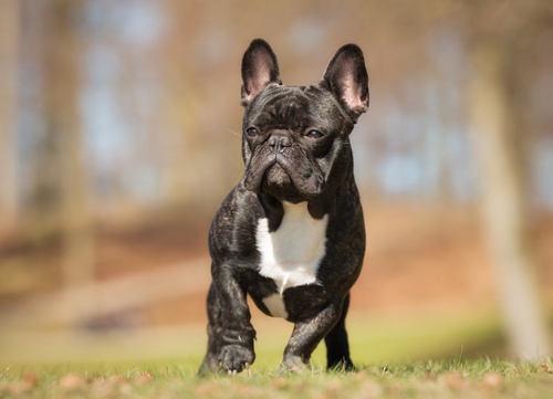 French Bulldogs Diseases and Nutriti0n