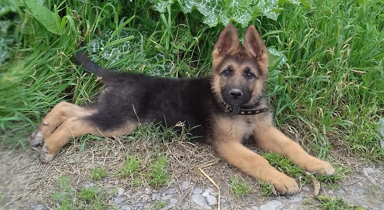 German Shepherd Puppy 5 tips